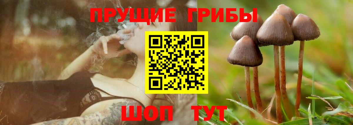 Галлюциногенные грибы Psilocybe  Вход с VPN  Мценск  Галлюциногенные грибы Psilocybine cubensis 